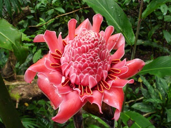 Torch ginger