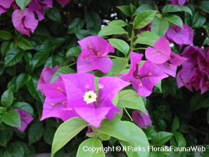 Bougainvillea: Colouring Our Streets