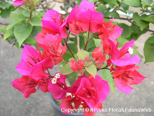 Bougainvillea: Colouring Our Streets
