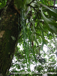 Fern