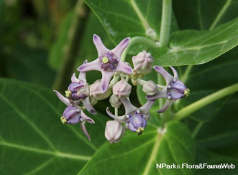 milkweed