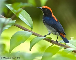 flowerpecker