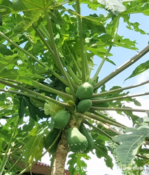 papaya