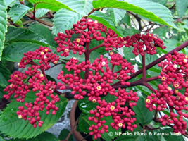 shrub
