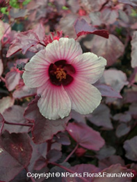 Cranberry Hibiscus