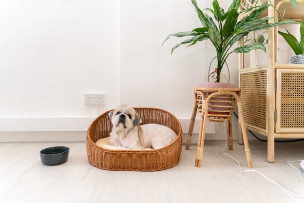 Dog in basket