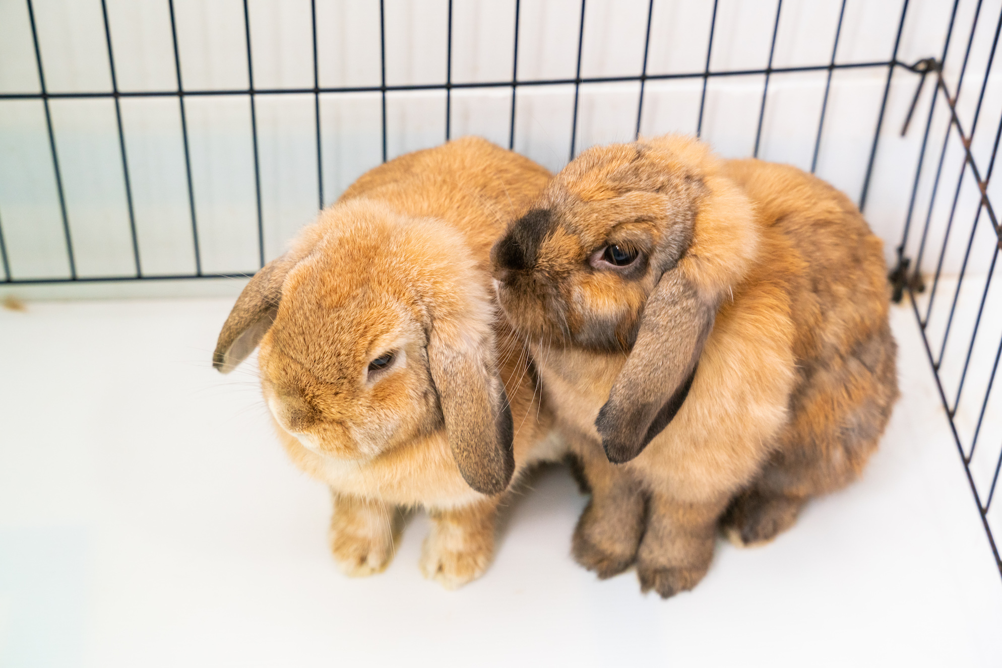 Become A Bunny Whisperer