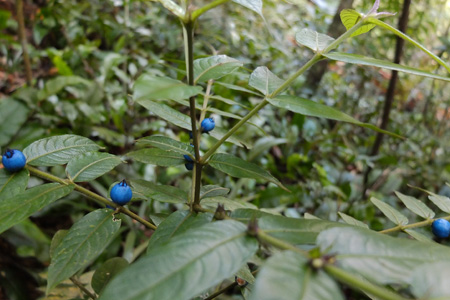 Five Findings from Bukit Timah Nature Reserve-3