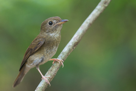 Five Findings from Bukit Timah Nature Reserve Survey