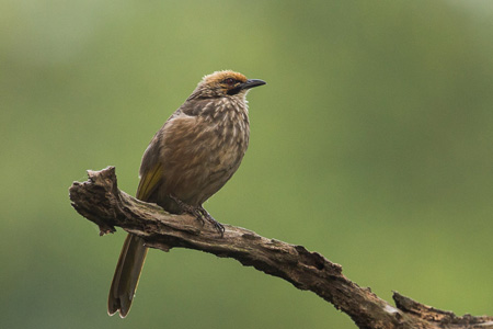 Five Findings from Bukit Timah Nature Reserve-5