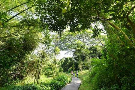 Five Findings from Bukit Timah Nature Reserve-7