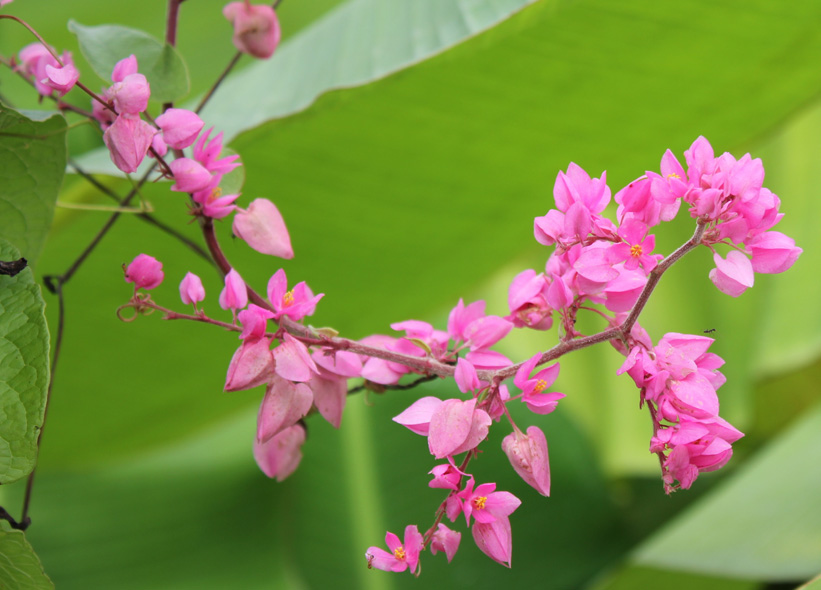 Coral Vine