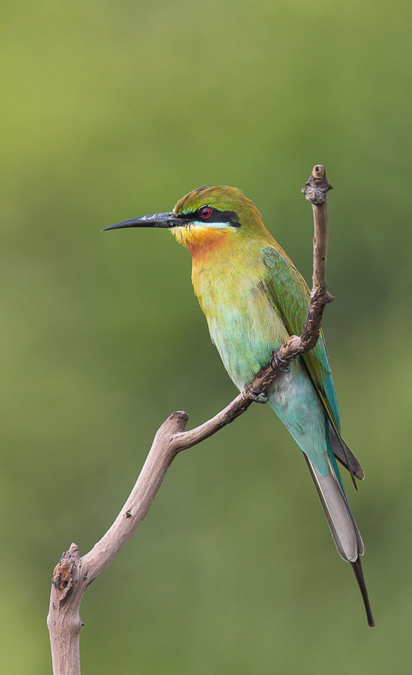 Blue-tailed Bee-eater