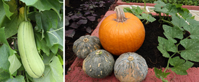 A Guide to Plant Fertilisers