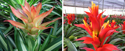 Five Flowering Indoor Plants