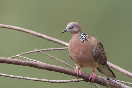 What Is The Difference Between Pigeons And Doves?