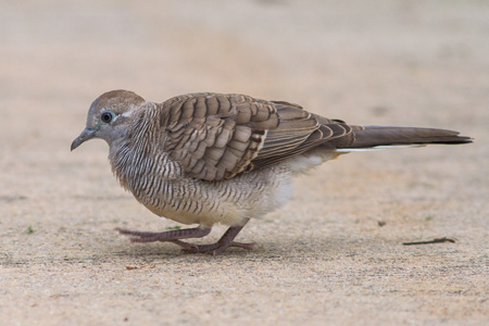 What Is The Difference Between Pigeons And Doves?