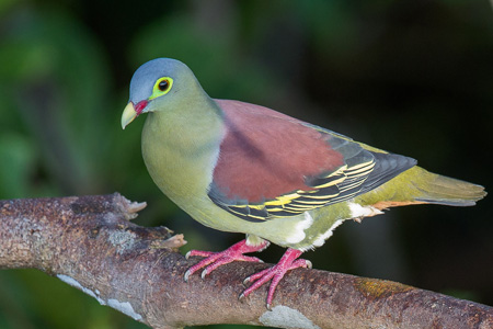 Pigeon vs dove-5