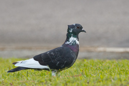 Pigeon vs dove-5