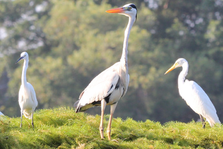 Herons Vs Storks - 2