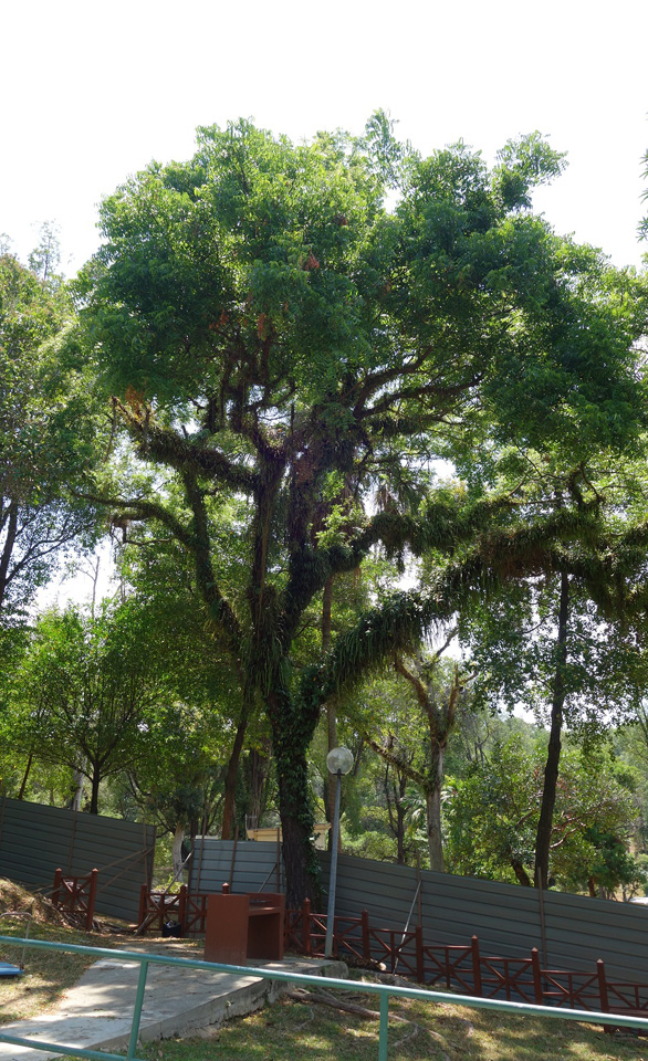 Stories Behind Our New Heritage Trees