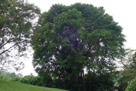 Stories Behind Our New Heritage Trees