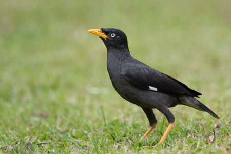 What's That (Black) Bird?