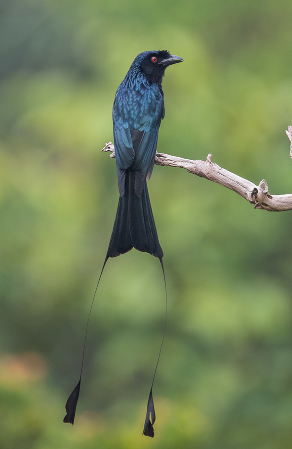 What'S That (Black) Bird?