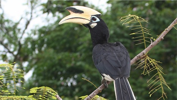 CYN 3 Hornbill