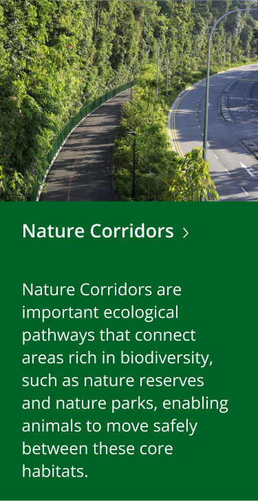 CYN Nature Corridors