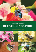 Bees of SG