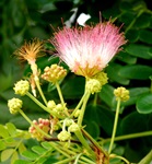 rain tree close up flowers 2