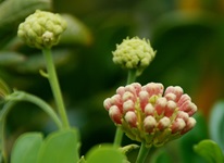 rain tree flower buds