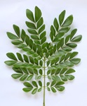 rain tree leaves