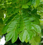 rain tree leaves