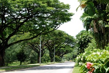 rain tree