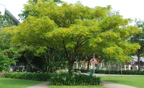 rain tree