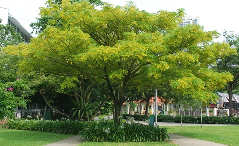 Image result for picture of rain tree in singapore