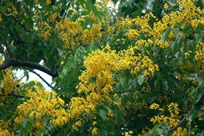 angsana