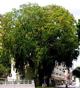 angsana