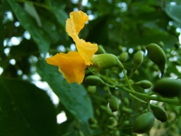 angsana