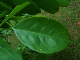 angsana
