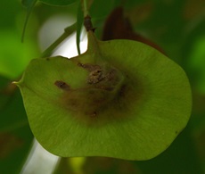 angsana