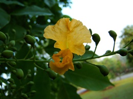 angsana