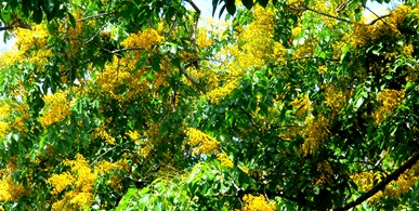 angsana