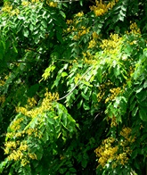 angsana