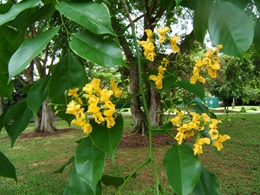 angsana