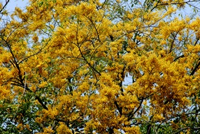 angsana