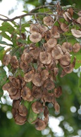 angsana