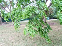 angsana